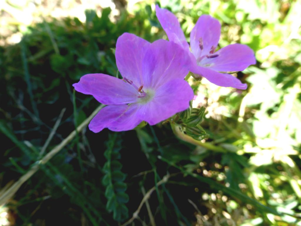 Erodium alpinum